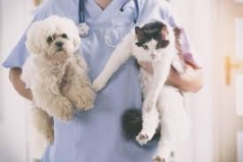 VETERINARIA 2018: GRADUATORIA DA RIFARE. ILLEGITTIMA LA DECISIONE DEL MIUR SUL QUESITO 33.