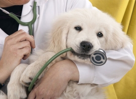 MEDICINA VETERINARIA A.A. 2019/2020: IL TAR DEL LAZIO RIAMMETTE IN GRADUATORIA IL NOSTRO RICORRENTE. 